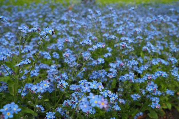 Forgetmenots Myosotis bloeiende blauwe planten in de familie Boraginaceae Forgetmenots of schorpioengrassen Myosotis alpestris kleine bloemen voor het decoreren van gazons en bloembedden Tuinaanleg