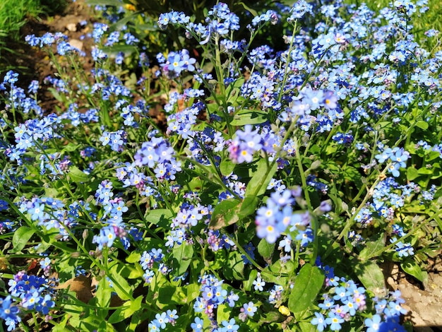 ForgetmenotsMyosotisムラサキ科の青い植物を開花するForgetmenotsまたはサソリの草Myosotisalpestris芝生や花壇を飾るための小さな花庭の造園