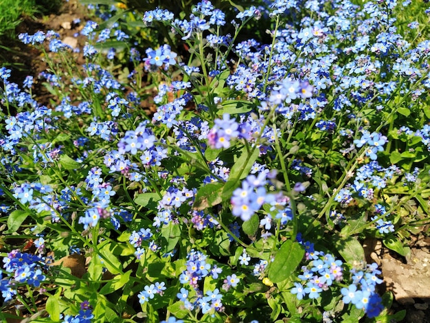 Forgetmenots Myosotis 꽃이 만발한 가족 Boraginaceae의 푸른 식물 Forgetmenots 또는 전갈 풀 Myosotis alpestris 잔디와 화단을 장식하기 위한 작은 꽃 정원 조경