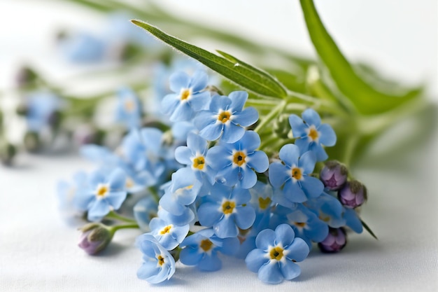 Forgetmenots on a white background macro