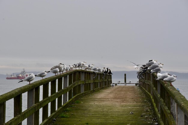 Photo a forgotten place on the sea with seagulls