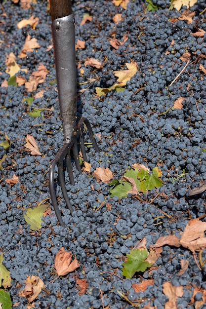 Fork on Cabernet Sauvignon grapes