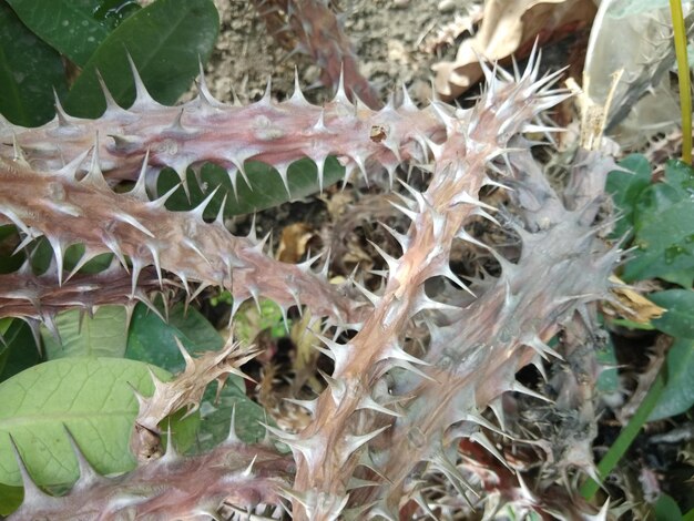 Fork plants