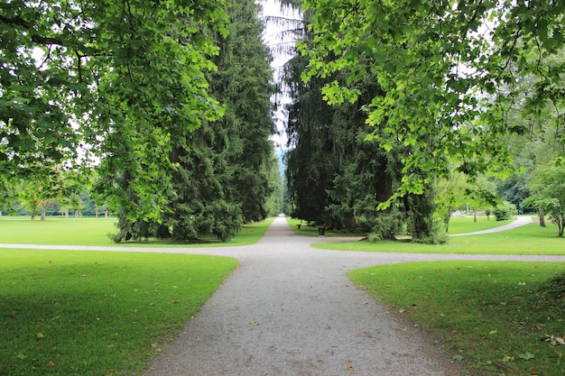 A fork in the road surrounded  with lush trees and grass