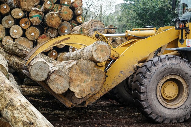 Forklift truck grabs wood in a wood processing plant                            