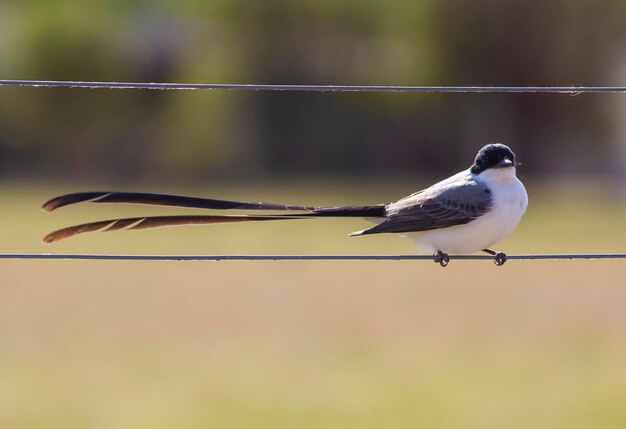 Forktailed Flycatcher bird on a wire