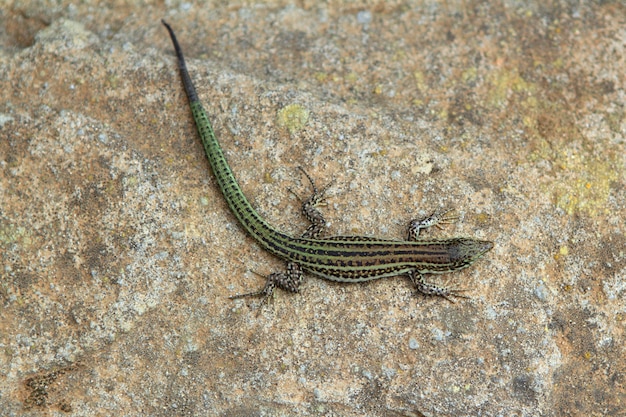 Formentera hagedis Podarcis pityusensis formenterae