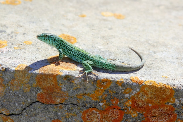 Formentera lizard Podarcis pityusensis formenterae