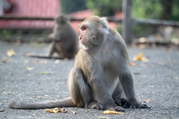 Formosaanse makaak Formosaanse rotsaap ook wel Taiwanese makaak genoemd in het wild