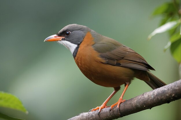 Photo formosan laughing thrushwild bird