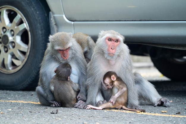 Photo formosan macaque formosan rock monkey also named taiwanese macaque in the wild