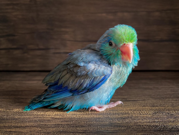 Forpus blauwe kleur papegaai vogel op tafel