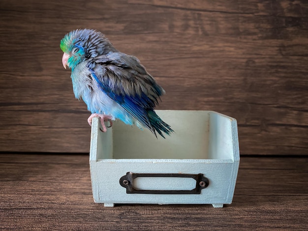 Forpus blauwe kleur papegaai vogel op tafel