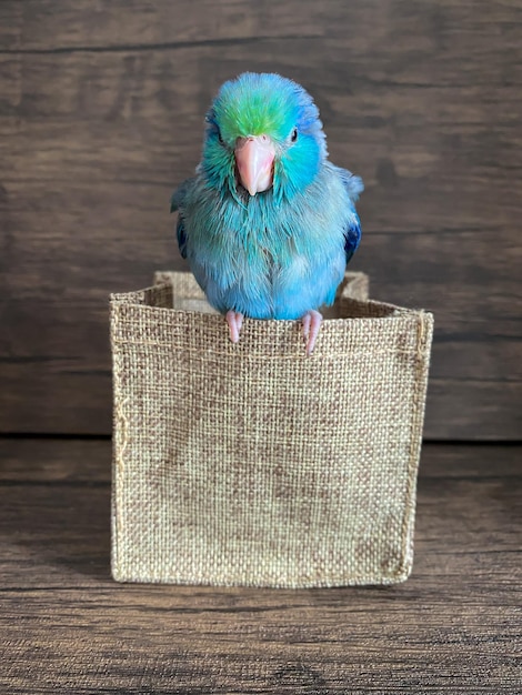 Forpus blue color parrot bird on the table