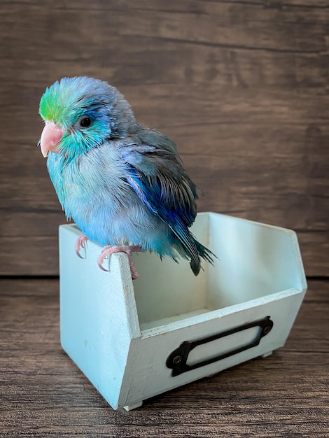 Forpus blue color parrot bird on the table