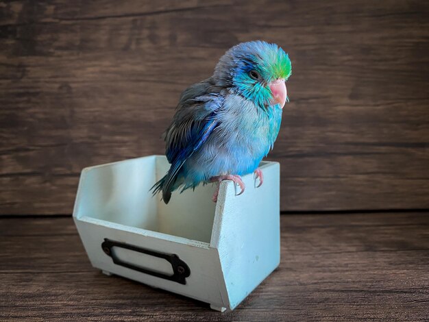 Forpus blue color parrot bird on the table