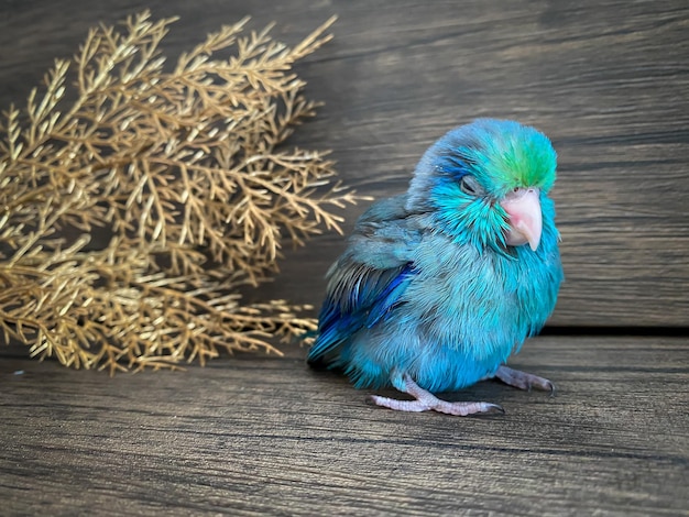 Foto uccello del pappagallo di colore blu di forpus sul tavolo