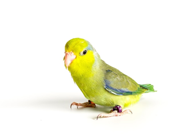 白い背景の上の Forpus オウム鳥