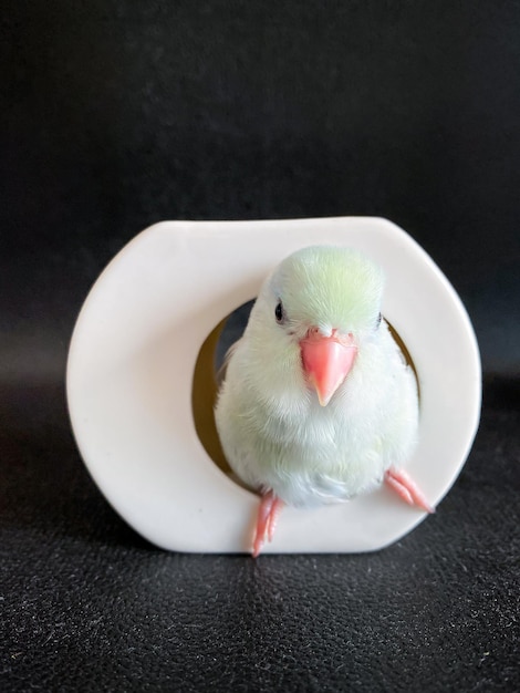 Forpus witte kleur papegaai vogel op tafel