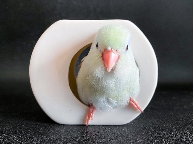 Forpus witte kleur papegaai vogel op tafel