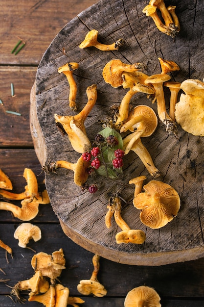 Forrest chanterelle champignons