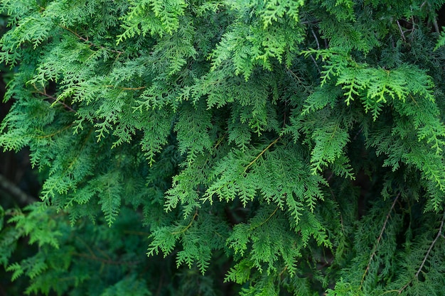 Forrest of green pine tree