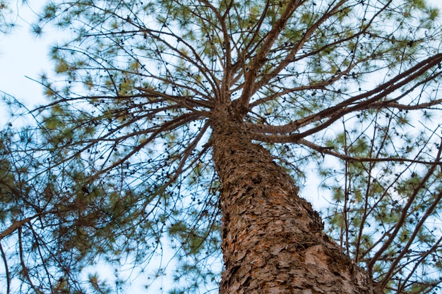 Forrest of green pine trees