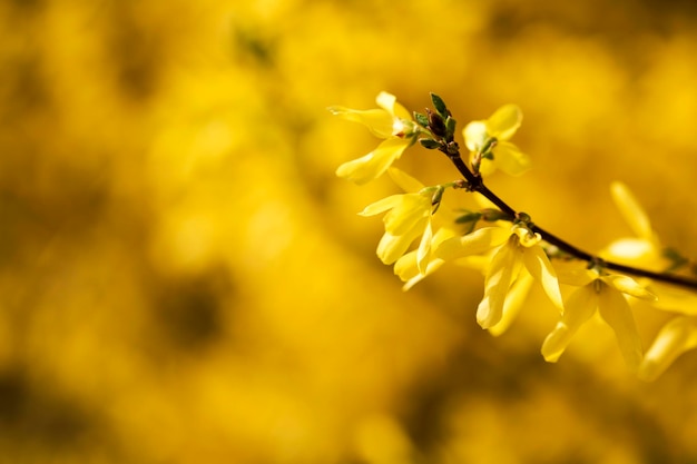 Forsythia bloeit kleine gouden bloesems in de lente