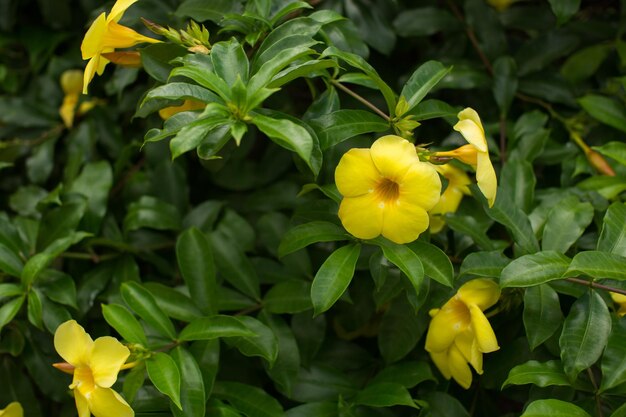 Forsythia bloeit op een struik met groene bladeren