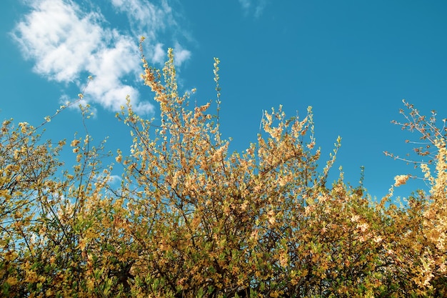 Forsythia bloem van de lente