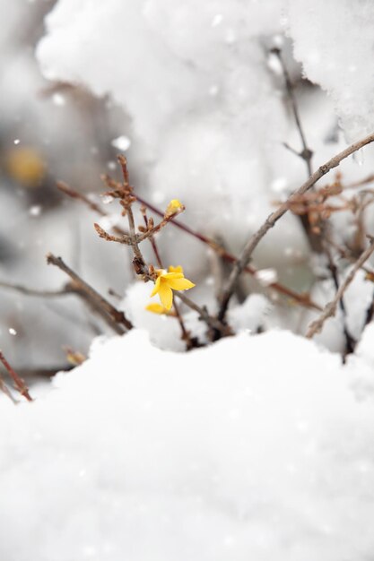 Forsythia-bloemen brengen het nieuws van besneeuwde winter en lente over