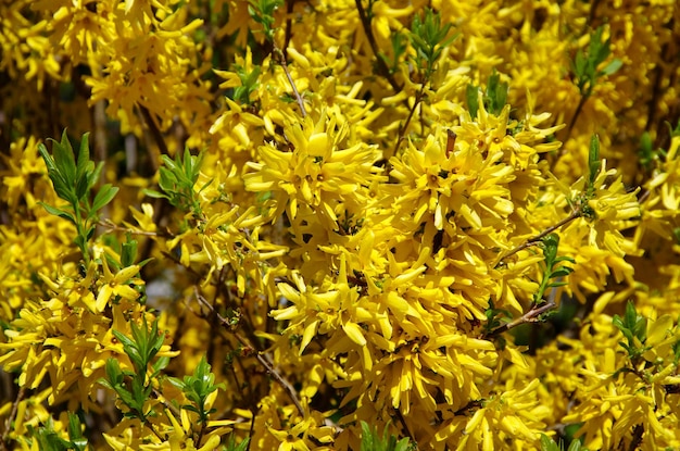 Forsythia close-up bloeiende lente gele takken van bloemen lente achtergrond