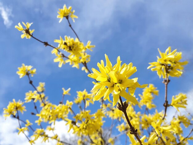 Forsythia, easter tree, shrub with yellow flowers