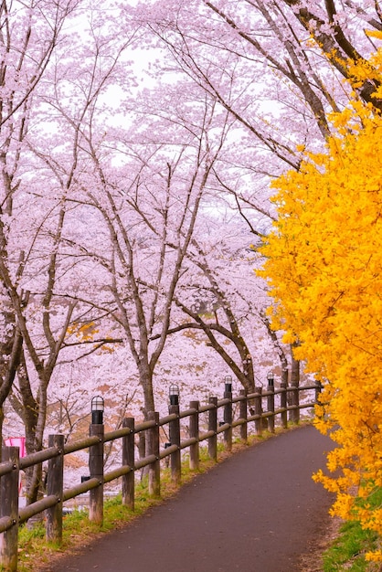 Photo forsythia field pathway with the cherry blossom tree background