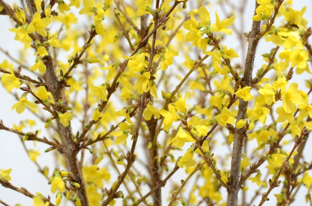 Forsythia flower for background