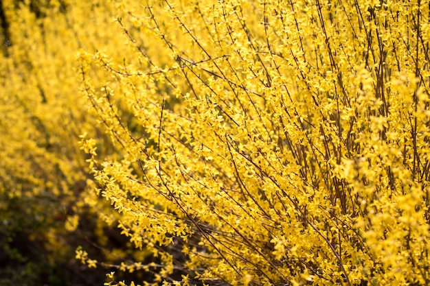 Forsythia flower tiny golden blossoms in spring time