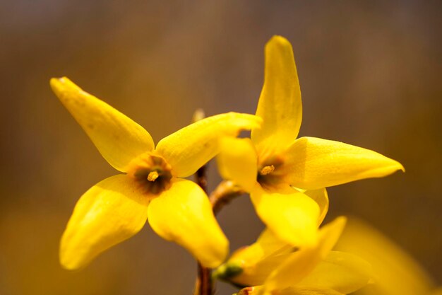 Forsythia flower tiny golden blossoms in spring time