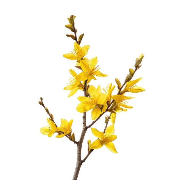 Foto forsythia isolata su sfondo bianco