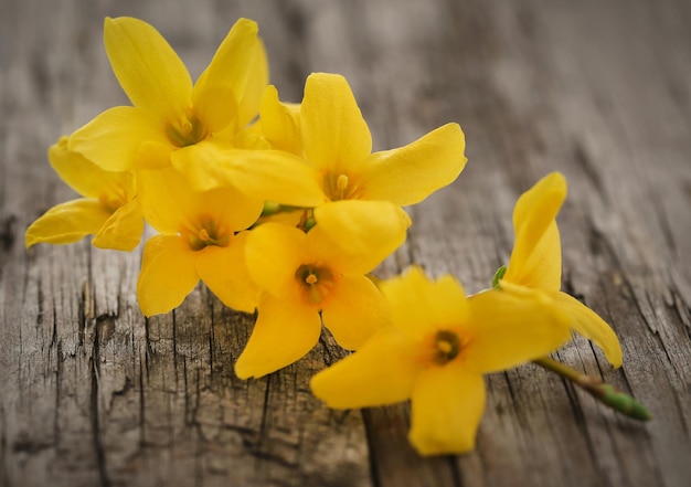 Forsythia known as spring flower on wooden surface