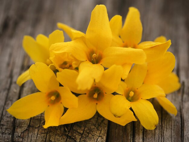 Forsythia known as spring flower on wooden surface