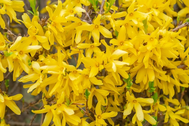 Forsythia koreana macro photo of yellow flowers on a branch in spring