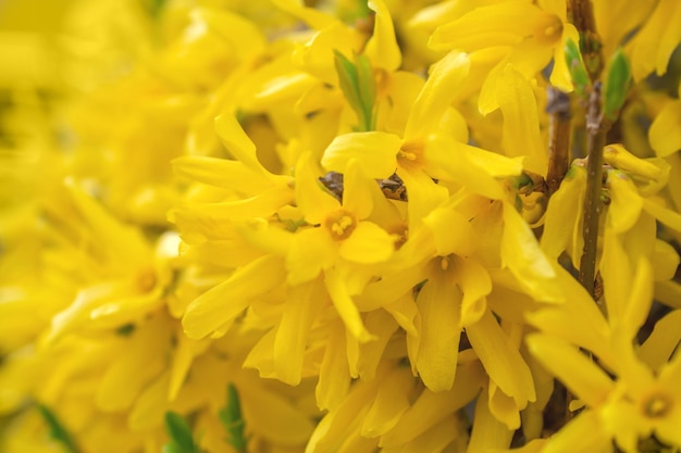 春の枝の黄色い花のForsythiakoreanaマクロ写真