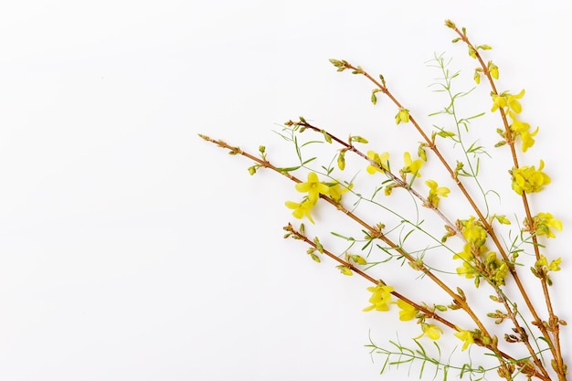 Forsythia takken bedekt met gele bloemen Minimaal concept