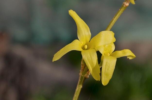 Forsythia tree flowers in spring time