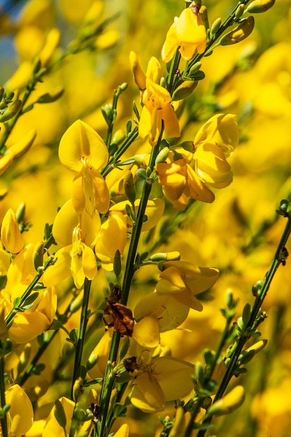 Forsythia van dichtbij