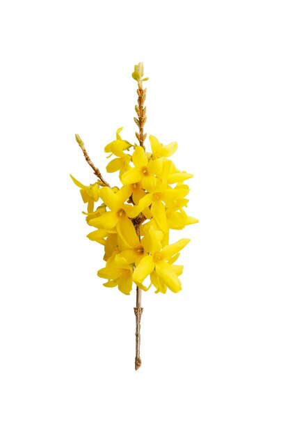 Foto fiori gialli di forsythia che fioriscono in primavera fiore soleggiato simbolo della primavera