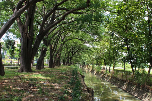 Fortrait of urban forest with shady trees and river below