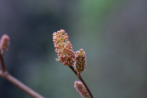 Fortunearia sinensis a yellowred fluffy bud or flower on a branch on a blurry background spring