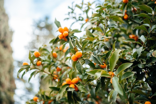 Fortunella margarita kumquats or cumquats tree with ripe orange citrus fruits close up