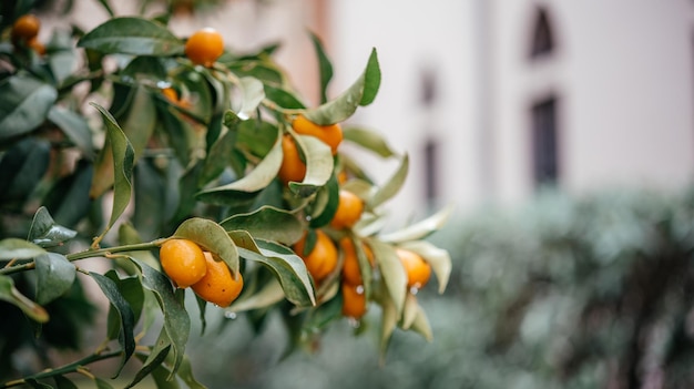 Fortunella margarita kumquats or cumquats tree with ripe orange citrus fruits close up